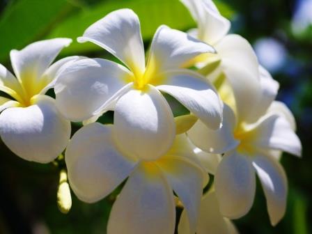 プルメリア