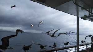 20638774_1450040875085450_3656580644830013124_n