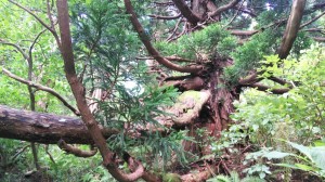 DSC_0339_20170831215234