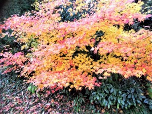 24059157_1554003988022471_4987829936709226685_n