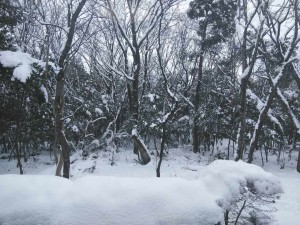 DSC_1706_20180116133142