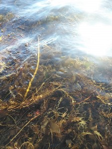 36043370_1776237492465785_3857430988917309440_n