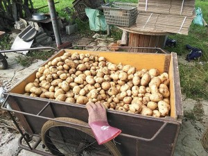 36475550_1792243590865175_3171979488653213696_n