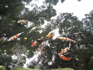 DSC_2704_20180712161304