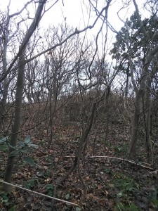 49270413_2048030258619839_8990950062020362240_n